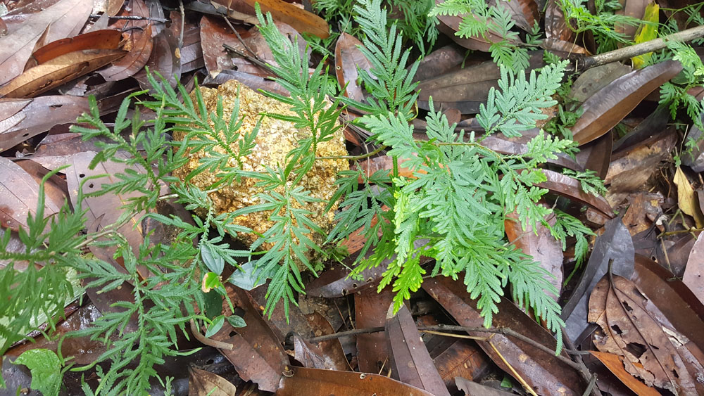 新鲜中草药野生 石上柏 深绿卷柏 地侧柏 梭罗草 金龙草 龙鳞草