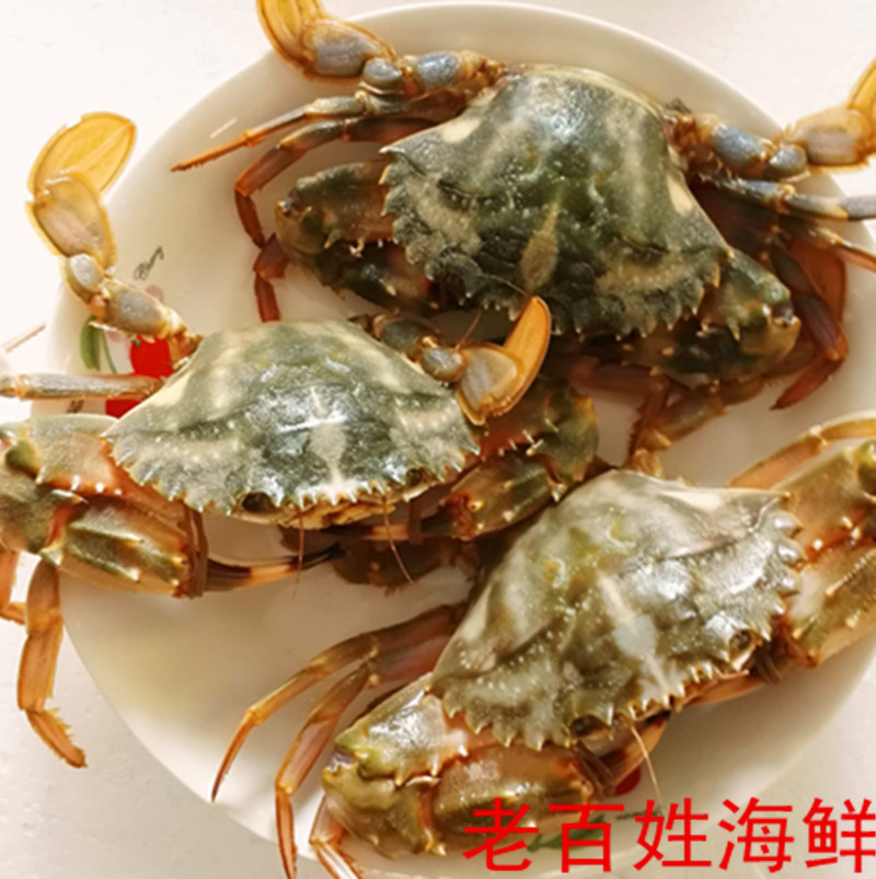 鲜活水产 新鲜海鲜 石蟹/花盖蟹/花梭子蟹/海螃蟹 花蟹大青蟹