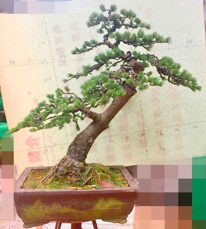 正品[五针松树桩盆景]五针松树桩评测 那须娘五