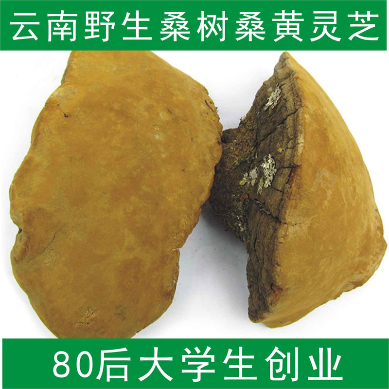 野生桑黄灵芝 野生灵芝正品 桑树桑黄 裂蹄桑黄 500克包邮