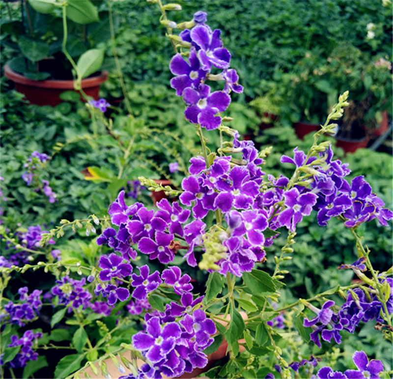 包活香水连翘花蕾丝金露花盆栽金露花蓝紫色花假连翘包邮