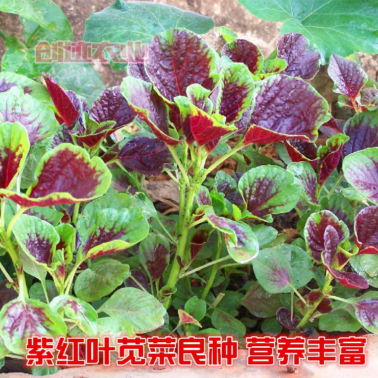 【蔬菜种子】京苋三号苋菜种子 花红苋菜 养生食材 补血补钙养生