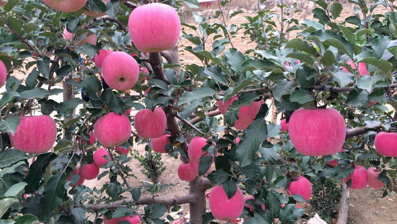 秦安苹果水果新鲜苹果水果红富士苹果糖心苹果苹果一箱红玫瑰苹果