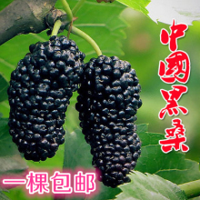 桑树苗果桑树苗无籽大十桑葚苗地栽盆果树苗南方北方种植当年结果