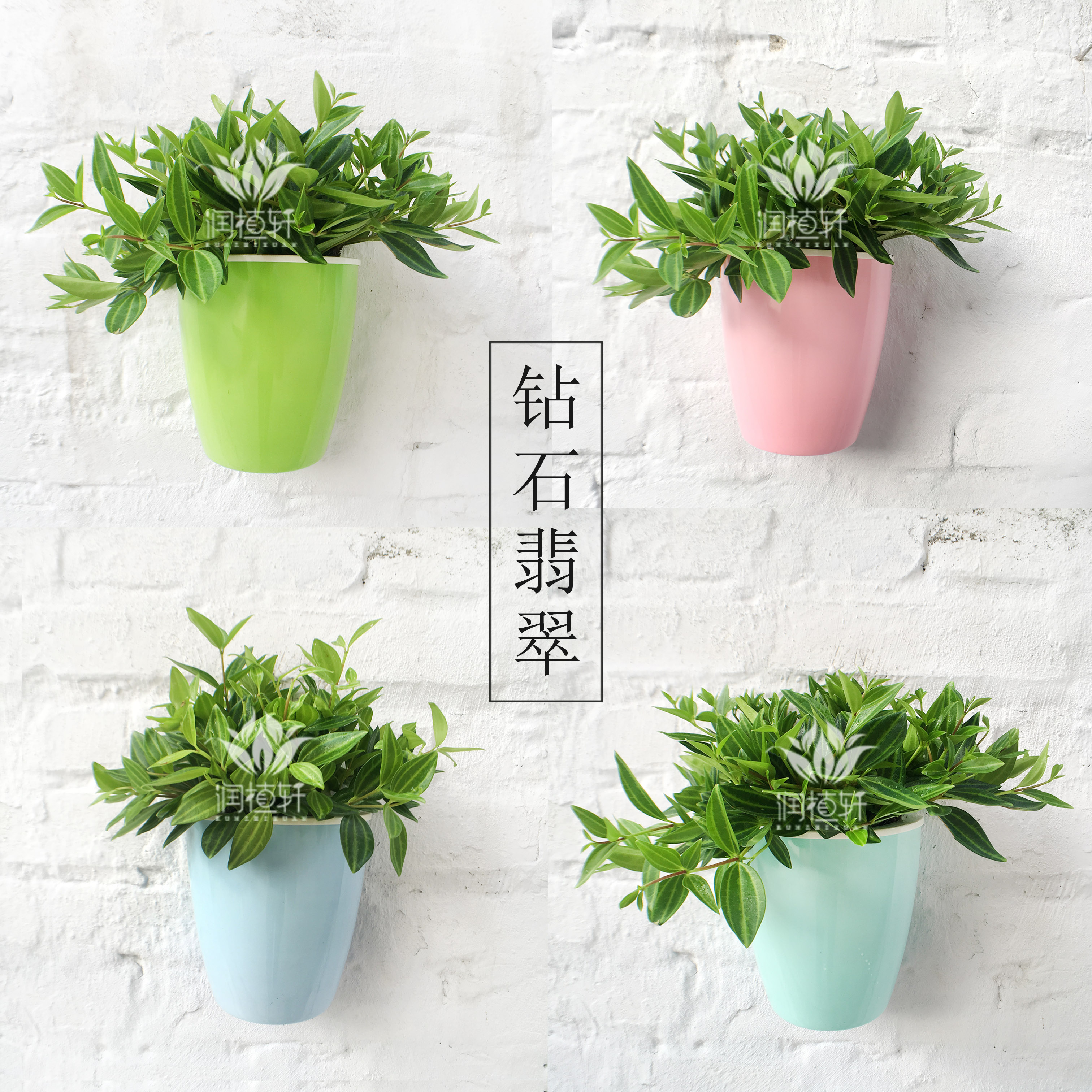 钻石翡翠优质水培植物悬挂壁挂吊兰花卉盆栽室内客厅创意绿植盆景