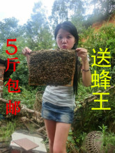 红久核心蜂粮喂蜂蜜蜂饲料代用花粉油菜杂花粉龙粉蜂粮促蜂王产卵
