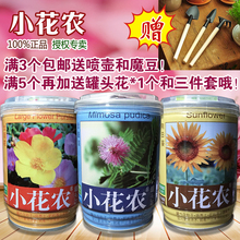 易拉罐花卉办公室桌面创意盆栽DIY迷你植物生日礼品 小花农罐头花