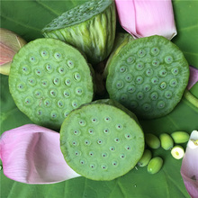 水果新鲜莲蓬莲子新鲜 莲蓬生吃鲜莲子莲蓬现摘现发16朵 莲蓬新鲜