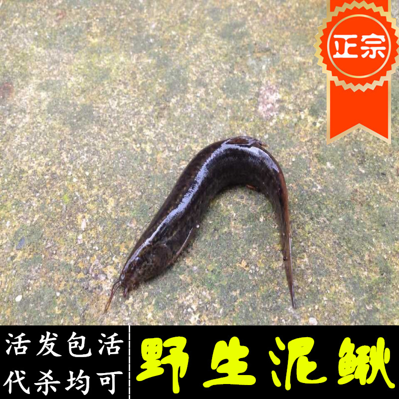 正宗野生 土泥鳅 鳅鱼 黄鳝鱼 大小都有 活体 包活 代杀均可 500g