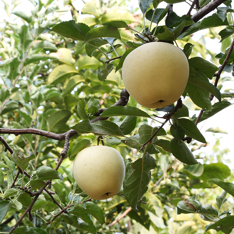 密云农家自种黄元帅苹果新鲜水果 可刮泥粉面苹果宝宝