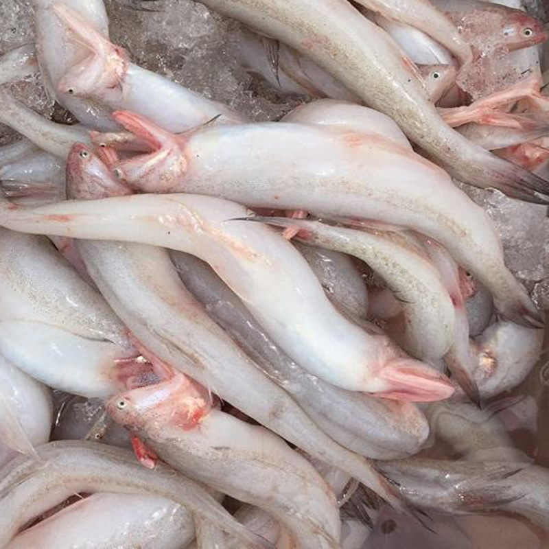 龙头鱼新鲜豆腐鱼九肚鱼水潺海鲜水产鲜活鱼类批发500