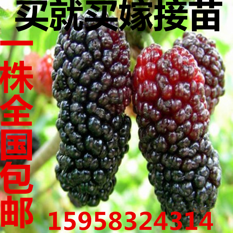 桑树苗果桑树苗无籽大十桑葚苗地栽盆果树苗南方北方种植当年结果$1.