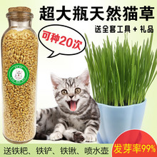包邮 猫零食猫咪去毛球猫薄荷天然小麦种猫草种子土培 猫草种植套装