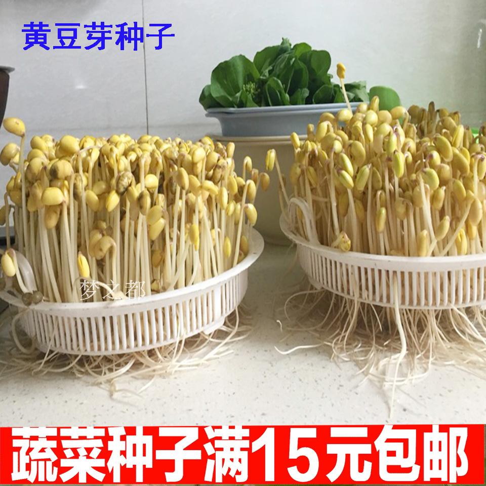 芽苗菜种子小黄豆种子小金黄豆芽水培种植家庭榨汁豆浆豆芽机包邮