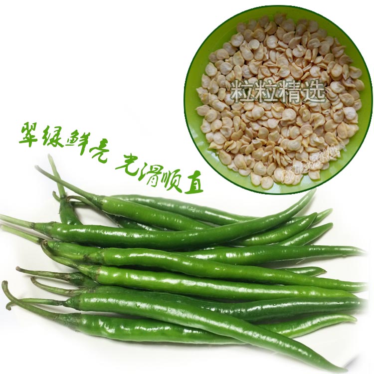 亚洲加长三号辣椒种子金丰加长三号f1线椒种子帝王366线椒杭椒