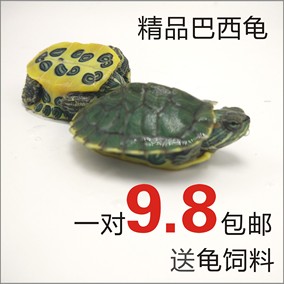 正品[小乌龟活体]活体小乌龟批发评测 陆龟 乌龟
