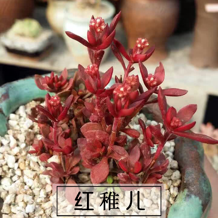 红稚儿 多肉植物 红色肉肉 品相好 多肉小群 新品多肉