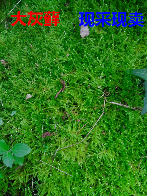 植物盆景铺面野生鲜活苔藓假山造景水培青苔盆栽微景观大灰藓绿萝