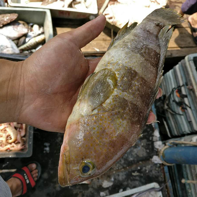 东山岛野生海鲜石斑鱼1000g2-3条鲜活冰鲜土斑鱼海产品老虎石斑鱼