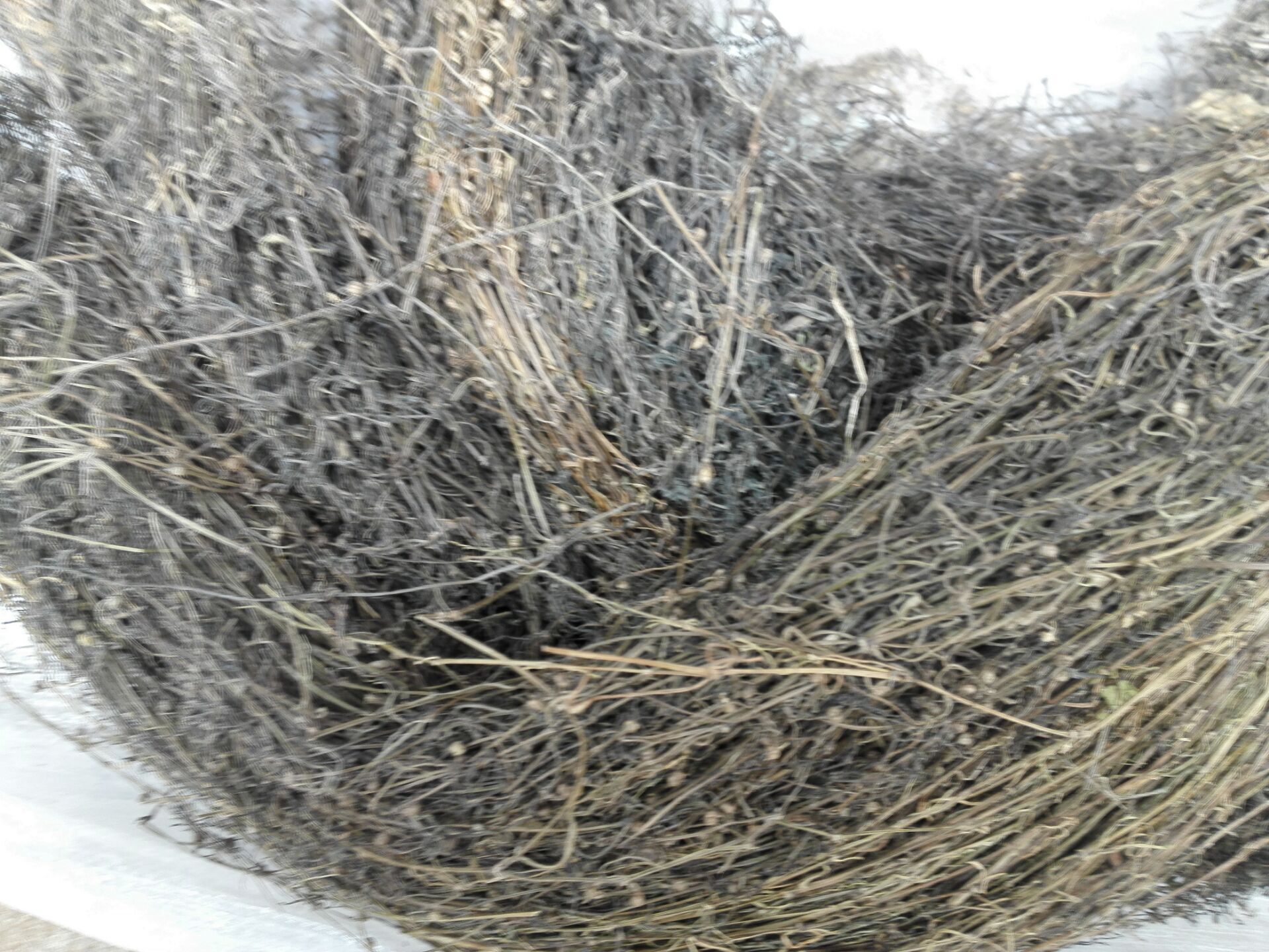 广西野生草药白花蛇舌草 带根野生全草