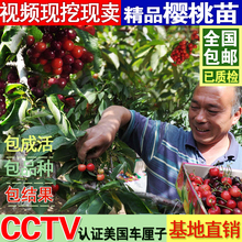 大樱桃果树苗车厘子嫁接樱桃苗当年结果盆栽樱桃树苗北方南方种植