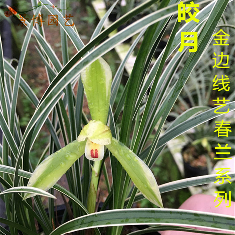 春兰 兰花苗纤细精品线艺金边兰花 春兰皎月 花卉兰草盆栽包邮