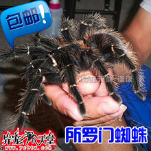 巴西所罗门蜘蛛幼体捕鸟蛛苗送套装 和火玫瑰蜘蛛一样好 手册 包邮