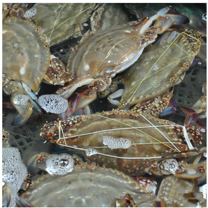 梭子蟹,鲜活海鲜 500克/2-3只鲜活水产,限成都地区购买