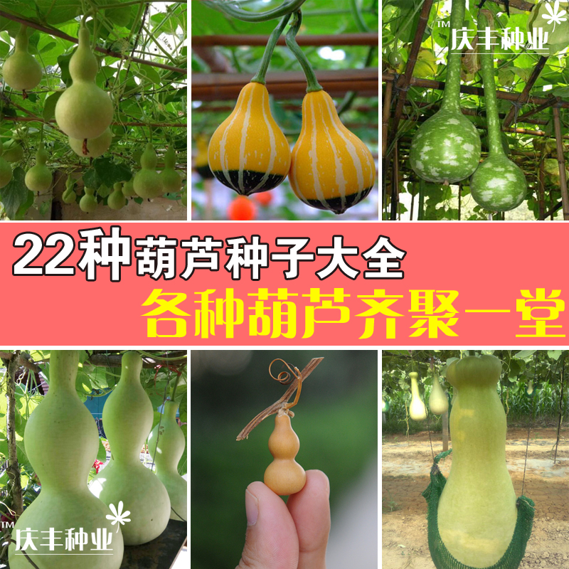 22种形态葫芦种子套餐包邮观赏 菜葫芦长柄娃娃宫廷亚腰手捻葫芦