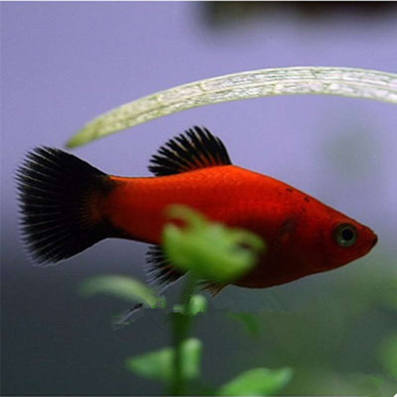 正品[玛丽娜md10]玛丽娜md10s评测 女行为艺