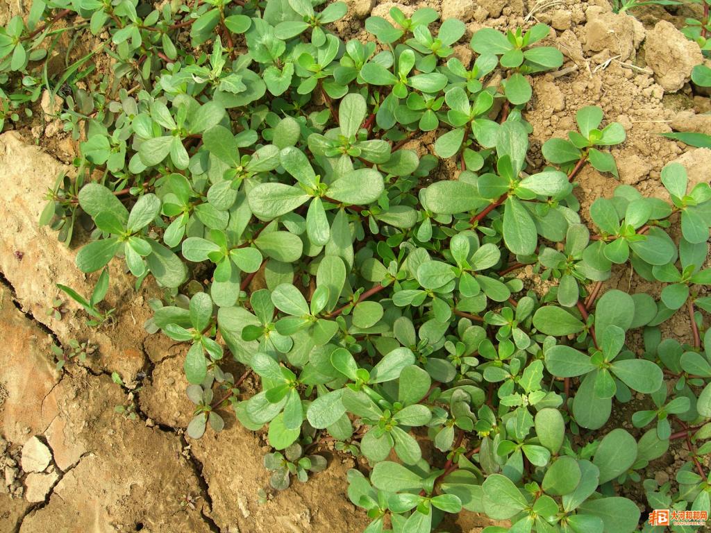 现摘新鲜马齿苋 有机蔬菜 野生马苋菜马蜂菜长寿菜保健菜 野菜