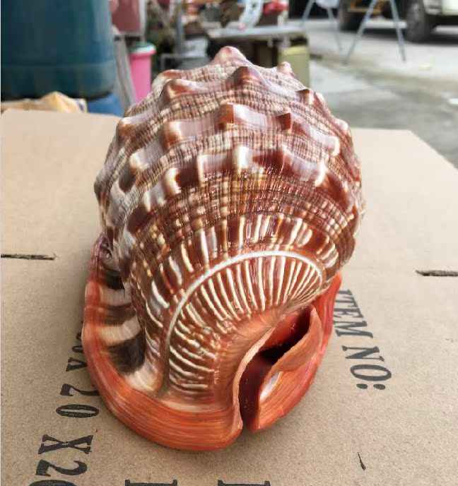 世界四大名螺 凤尾螺 大法螺 海螺贝壳海星 标本螺收藏礼品