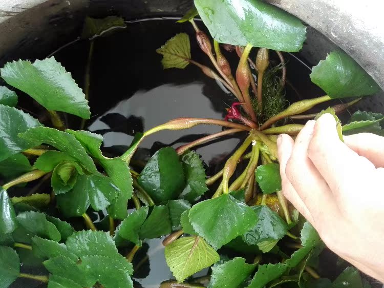 2017潮汕特产新鲜菱角野生菱角现摘红皮老菱角红菱蔬菜水栗子包邮
