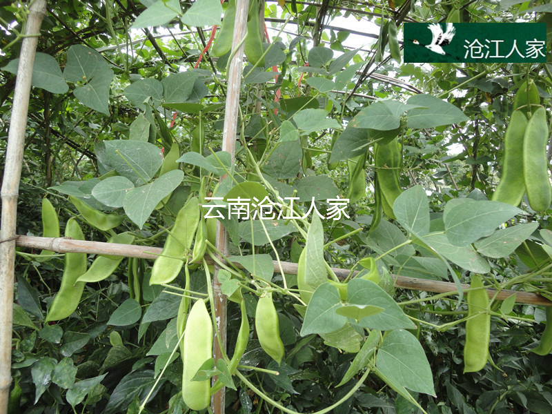 16年新货云南大荷包豆 皇帝豆肾豆非花白芸豆斑马豆 杂 500g包邮