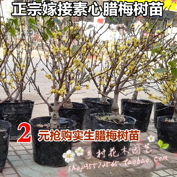 素心腊梅树苗红梅花苗庭院阳台盆栽绿植花卉耐寒植物腊梅树桩盆景