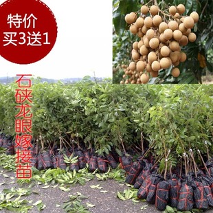 石硖龙眼水果树苗 桂圆苗嫁接水果树苗 实生苗 南方种植 购满包邮