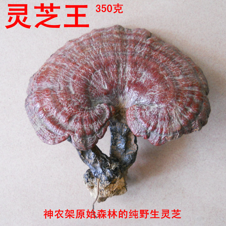 神农架原始森林 野生灵芝赤灵芝正品林芝整枝灵芝片 霸王山