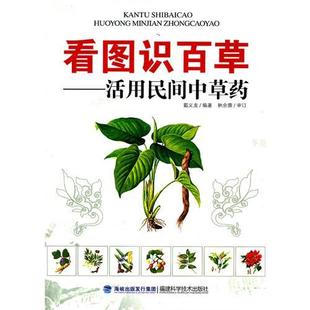 中草药 看图识百草—活用民间中草药中草药 民间验方  中医