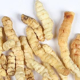 中药材 草石蚕、地蚕、土冬虫草、白冬虫草、白虫草 500克