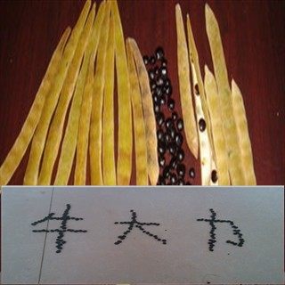 出售牛大力苗牛大力种子牛大力小苗牛大力海五1号W1盆栽各种规格
