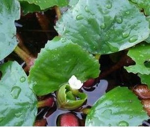 水生植物铁菱角菱角种子漂浮型植物蔬菜种子夏季菱种子凌角 包邮