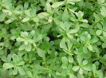 俺庄后山 天然野生 马齿笕 马齿苋 长寿菜 干野菜 马齿草 500克
