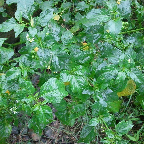 中药材龙葵草 天茄子 黑天天 苦葵 野辣椒 黑茄子 干品 鲜品