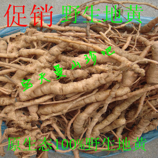 原生态野生新鲜生地黄根菊花心怀生地根鲜生地黄根