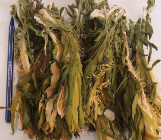 纯天然晒干：霸王花干 老火靓汤必备 煲骨头汤 小莫网店
