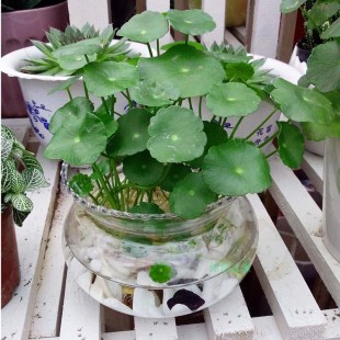 秒杀 铜钱草 金钱草 室内水培花卉 桌面绿植盆栽 发货的是根茎