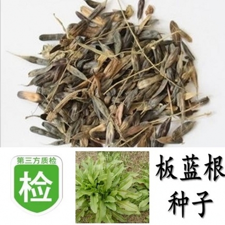 板蓝根种子中草药种子室内 阳台 盆栽 蔬菜瓜水果花草籽春播 种子