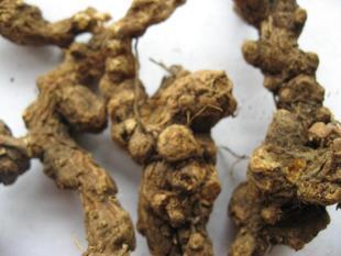 野生中药材 苍术 产地直销 质量保证 30元500g
