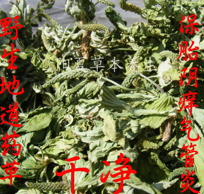 纯野生 车前草茶 牛舌草 有机茶