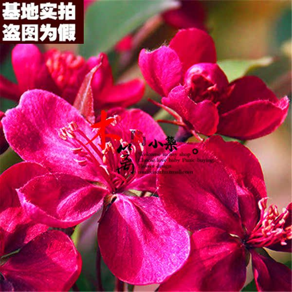 正品[二号突击炮]三号突击炮评测 三号突击炮g